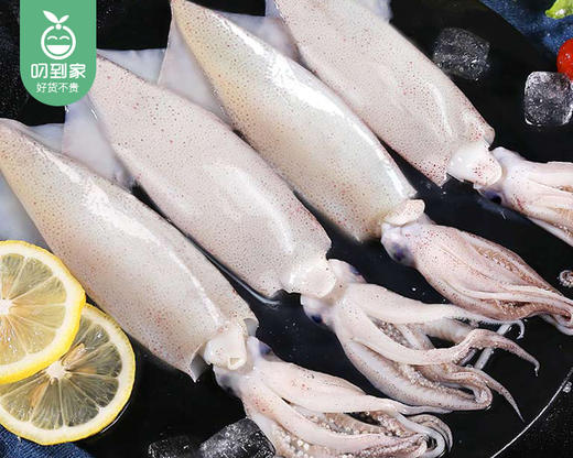 本港冰鲜灯捕小管/1份（450-500g*2盒，每盒10-15只） 商品图3