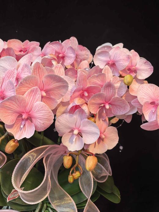 马卡龙蝴蝶兰盆栽粉色10支 商品图2