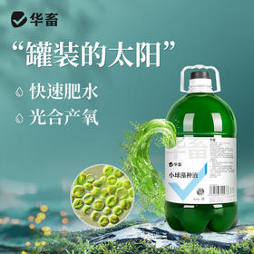 华畜小球藻种5L 快速肥水光合产氧 补充有益藻