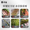 水产养殖鱼虾蟹鱼塘水草壮根旺肥水草根发芽高温保草根肥水产 商品缩略图1