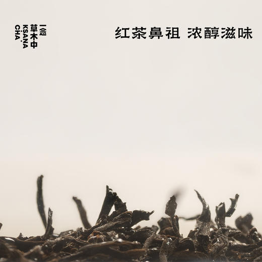 松间照·正山小种 | 进阶原叶系列 | 50g原叶 | 红茶类 商品图1