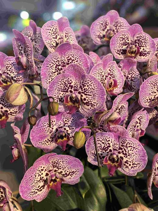 蝴蝶兰盆栽大洋豹斑10支 商品图2