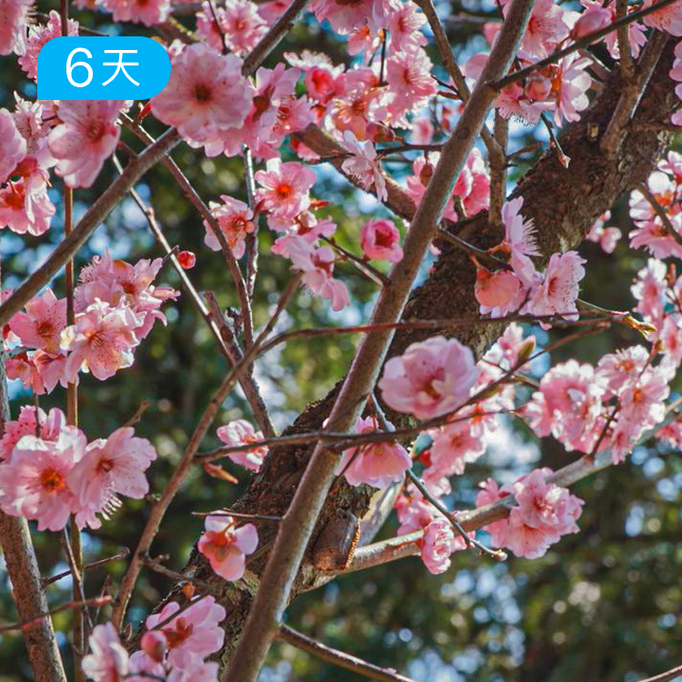 春季云端黄山&九华山｜58公里进阶级徒步 6日