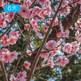 春季云端黄山&九华山｜58公里进阶级徒步 6日