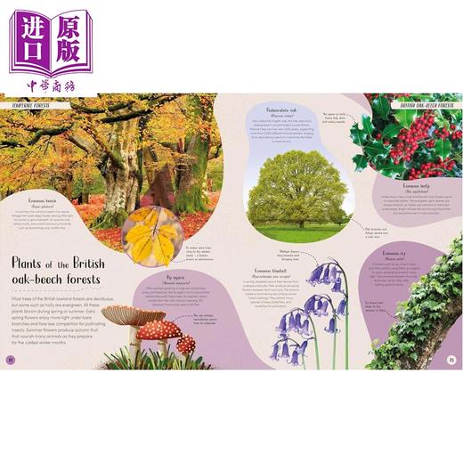 【中商原版】DK漫步栖息地 森林 Habitats series Forest 英文原版 儿童自然科学科普绘本 森林主题读物 进口童书7-12岁 精装 商品图3