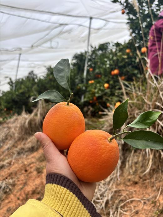 【赣州直发】不慌不忙，渐渐变黄， 顺应天时，自然成熟！🍊赣南脐橙11月5号开园 ，前期挑成熟度高的橙子发出，全国包邮。 商品图2