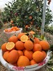 【赣州直发】不慌不忙，渐渐变黄， 顺应天时，自然成熟！🍊赣南脐橙11月5号开园 ，前期挑成熟度高的橙子发出，全国包邮。 商品缩略图0