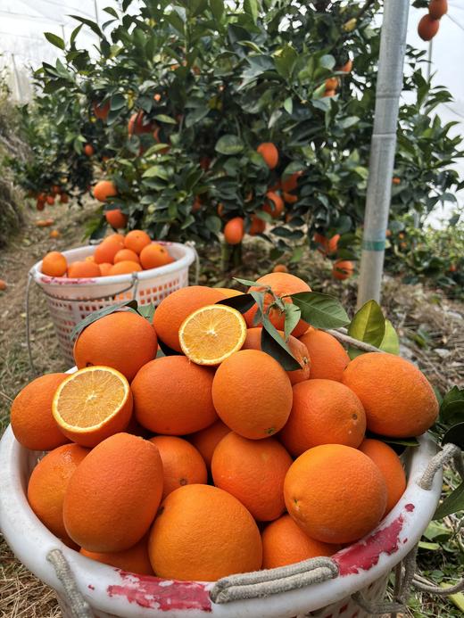 【赣州直发】不慌不忙，渐渐变黄， 顺应天时，自然成熟！🍊赣南脐橙11月5号开园 ，前期挑成熟度高的橙子发出，全国包邮。 商品图0