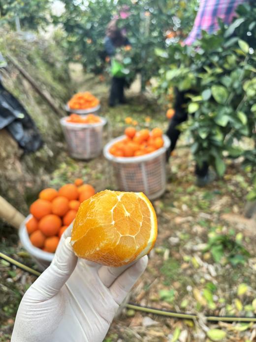 【赣州直发】不慌不忙，渐渐变黄， 顺应天时，自然成熟！🍊赣南脐橙11月5号开园 ，前期挑成熟度高的橙子发出，全国包邮。 商品图1