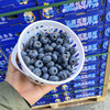 【活动款空运蓝莓】花香味十足，脆甜多汁，18➕大果果，护眼神器 商品缩略图0