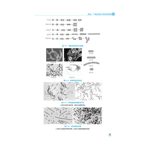 微生物与寄生虫基础 第4版 全国医药中等职业教育药学类十五五规划教材 夏玉玲 罗翀 供医药卫生类及相关专业用中国医药科技出版社 商品图4