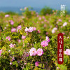 植晓 大马士革玫瑰纯露 商品缩略图2