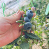 【活动款空运蓝莓】花香味十足，脆甜多汁，18➕大果果，护眼神器 商品缩略图4