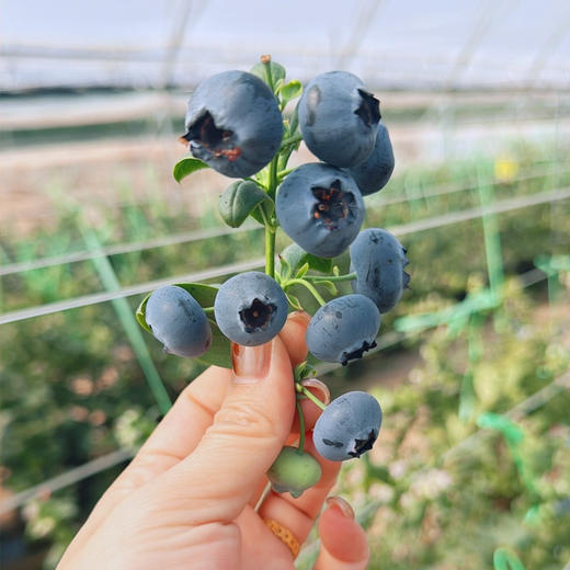 【活动款空运蓝莓】花香味十足，脆甜多汁，18➕大果果，护眼神器 商品图3