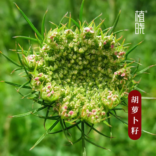 植晓 胡萝卜籽精油 5ml 商品图1