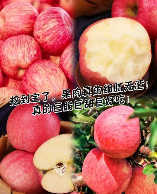 陕西洛川苹果 商品图3