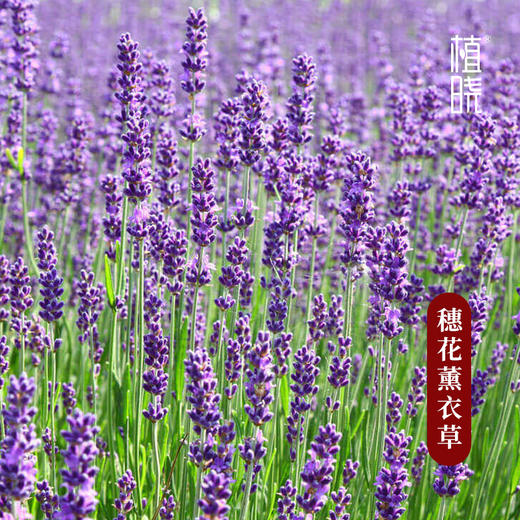 植晓  穗花薰衣草精油  5ml 商品图1