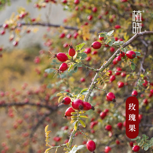 植晓 玫瑰果油 50ml 商品图1