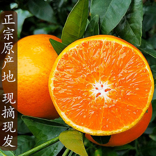 橘橙界的爆汁小炸弹！皮薄肉嫩，入口化渣，绝对不容错过的广西武鸣沃柑！ 商品图0