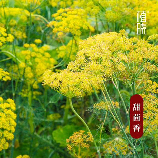 植晓 甜茴香精油 5ml 商品图1