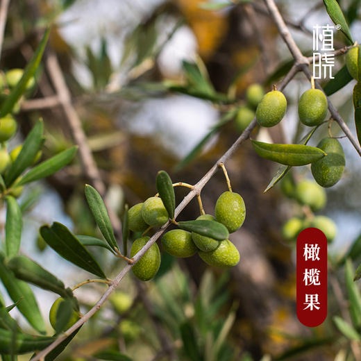 植晓 橄榄油 100ml 商品图1