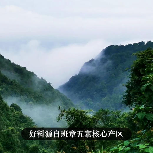 【女儿红】2025年头春头采勐海班章五寨核心产区，红茶界的天花板堪称是女人蕞好的“伴侣” 班章晒红红茶紧压茶饼 200g/饼 拍5发6 拍20发25 商品图2