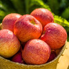 陕西洛川苹果 商品缩略图0