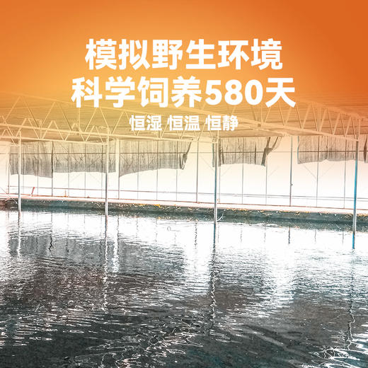 【液氮鲥鱼  限量特价】新孟河鲥鱼1-1.3斤/条 （含内脏 ）送调料包 顺丰速运 珍惜鱼种 商品图5