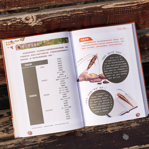 我的昆虫学入门书：无穷小亮讲昆虫，和无穷小亮一起玩懂昆虫，成为更有趣的人！昆虫插画科普 商品图6