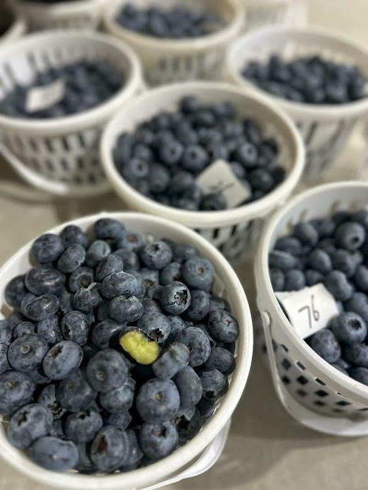 脆甜花香蓝莓 商品图7