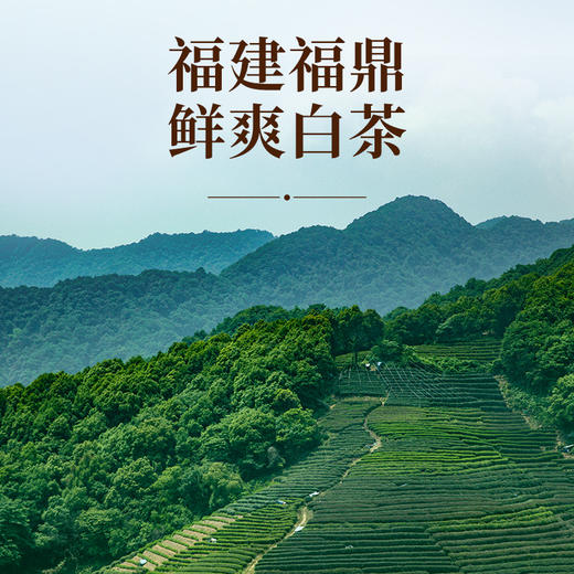 华祥苑-片仔癀 白茶寿眉小金饼（3年寿眉+3年陈皮）225g 商品图3