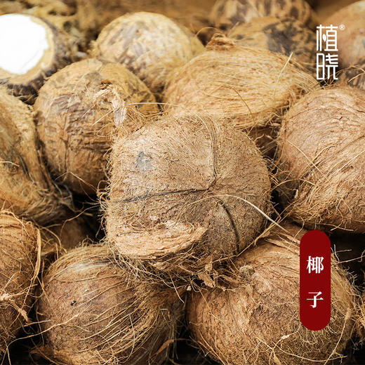 植晓 分馏椰子油  100ml 商品图1