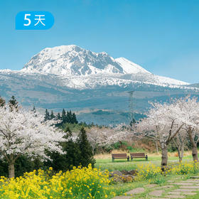 韩国之巅丨登汉拿山  济州岛最美春花季  粉色浪漫与灿金盛宴 【免签】  5日