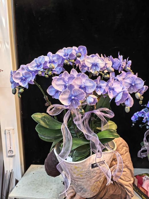 马卡龙蝴蝶兰盆栽紫色8支 商品图1