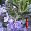 植晓 桉油醇迷迭香精油 5ml 商品缩略图1