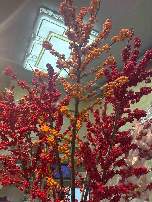 【心想柿橙】冬青 橙色 单枝 约1.3米 商品图4