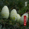 植晓 大西洋雪松精油 5ml 商品缩略图1