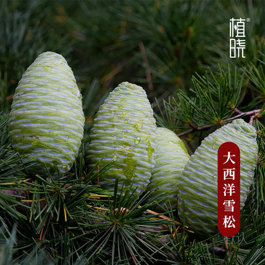 植晓 大西洋雪松精油 5ml 商品图1