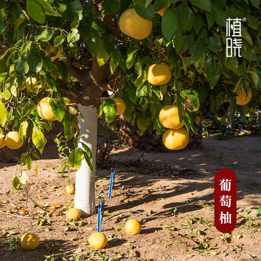 植晓 葡萄柚精油 5ml 商品图1