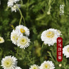 植晓 罗马洋甘菊纯露 商品缩略图2