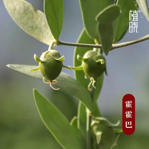 植晓 金色霍霍巴油 100ml 商品图1