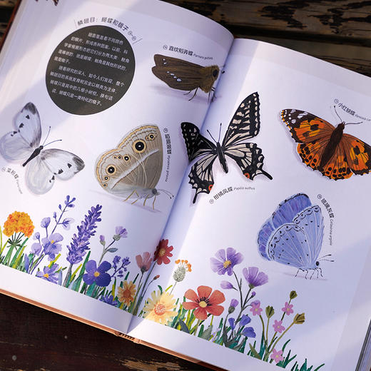 我的昆虫学入门书：无穷小亮讲昆虫，和无穷小亮一起玩懂昆虫，成为更有趣的人！昆虫插画科普 商品图8