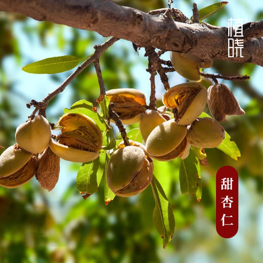 植晓 甜杏仁油 100ml 商品图1