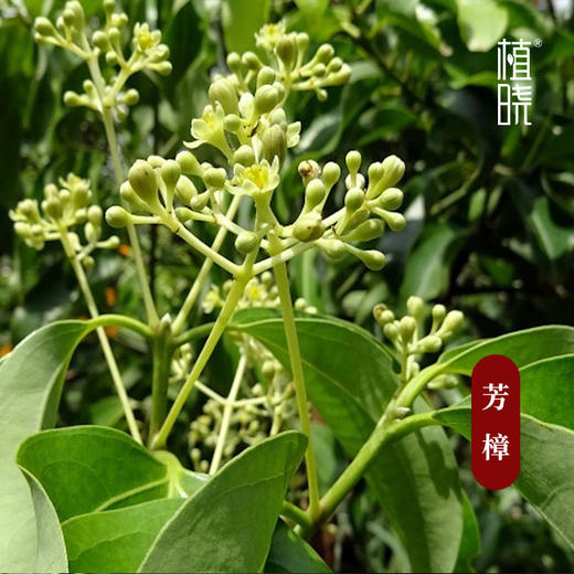 植晓 芳樟精油 5ml 商品图1