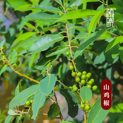 植晓 山鸡椒精油 5ml 商品图1