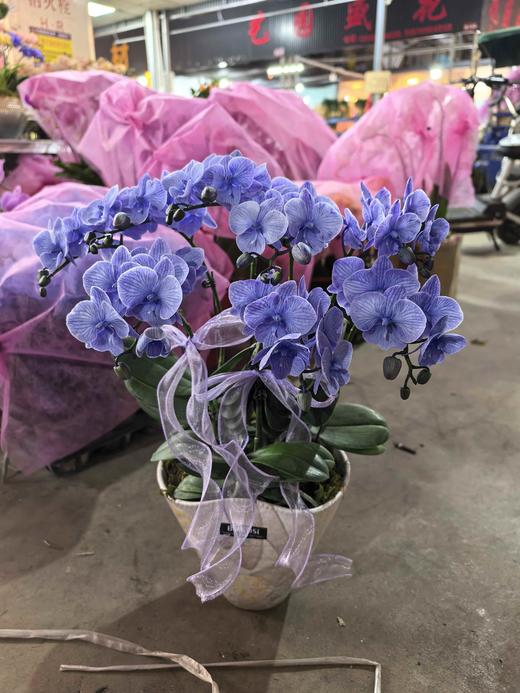 马卡龙蝴蝶兰盆栽紫色8支 商品图3