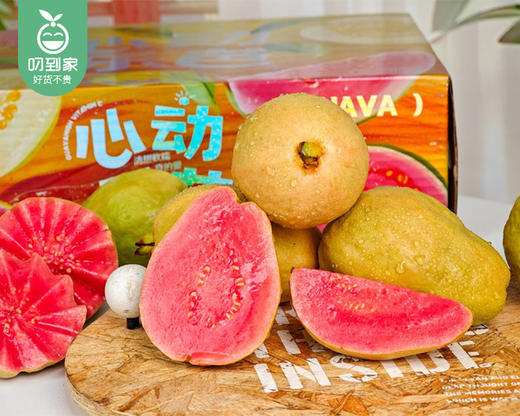 诏安盐碱地草莓芭乐/1箱（6-9个，共1.25kg±50g） 商品图3