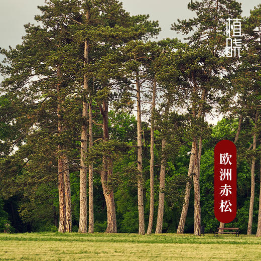 植晓 欧洲赤松精油 5ml 商品图1