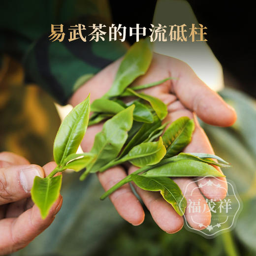 2026年春茶预售【曼秀】易武茶标杆！2026年曼秀古茶园核心古树茶 357g/饼 商品图1