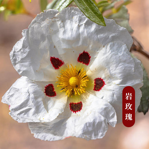 植晓 岩玫瑰精油 5ml 商品图1